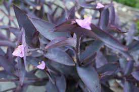 Most plants are green, from the chlorophyll in their leaves that allow them to photosynthesize (that's the chemical process that allows them to make their none of the plants shown above have that much pink/red tones in their foliage growing in their wild state. 26 Images Indoor Plant With Purple Leaves Garden Plants