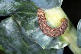 ヨトウムシ 夜盗虫 とは 効果的な駆除や予防の方法は Horti ホルティ By Greensnap