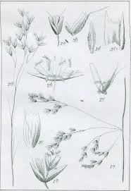 Image result for Avenella