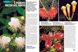 Image result for Myrtaceae