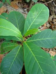 Image result for Terminalia brachystemma