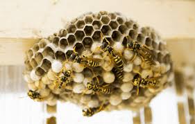 Pest control services in tyler, tx. Pest Control In Tyler Tx Abc Home Commercial Services