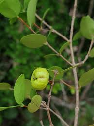 Image result for Memecylon rovumense