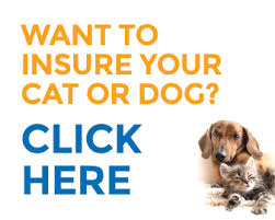 How insurance comparison sites work. Pet Sitting Insurance Public Liability Insurance For Pet Sitters