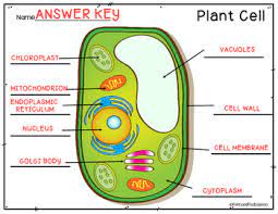 Image of plant and animal cell with label. Plant And Animal Cells Color And Label Parts By Rulers And Pan Balances
