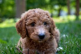 Favorite this post nov 1 *** beauiful babygirls ***. Goldendoodle 2nd Gen A Puppy You Ll Forever Love Petland Florida
