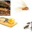 Pest control services, bed bug removal and extermination services. The 10 Best Pest Control Exterminators In Pahrump Nv 2020 Porch