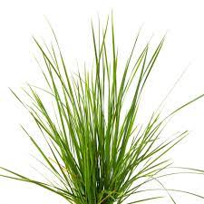 Deschampsia vokser undertiden i boggy sure formationer. Schmiele Tautrager Deschampsia Cespitosa Tautrager Gunstig Online Kaufen