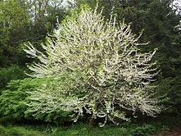 Image result for Halesia