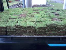 Jenis rumput hias ini memiliki bentuk daun yang rapi, kecil, dan juga rapat. Harga Rumput Gajah Mini Dan Jepang Jakarta Dan Sekitarnya Jawa Barat 10 000 M2 Tahun 2021 Jual Rumput Taman Dan Bibit Rumput Ternak