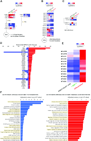 Analysis Of Bmp 7 Elicited Cell Replication And