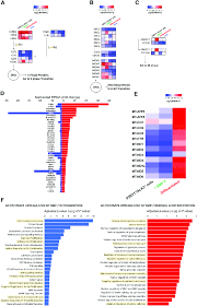 analysis of bmp 7 elicited cell replication and