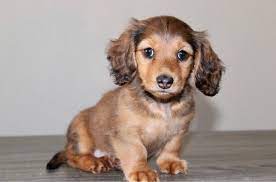 On the left is a shaded cream and on the right is a ee cream. Sable Dachshund Your Ultimate Guide To The Breed