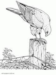 Robin coloring pages best coloring pages for kids bird coloring pages animal coloring pages bird drawings. 34 Bird Coloring Pages For Adults Free