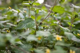 Image result for Calyptocarpus vialis