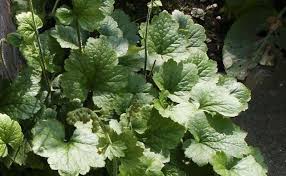 Image result for Heuchera cylindrica Greenfinch
