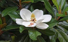 Magnolia Grandiflora Magnolia Grandiflora Magnolia Flower Southern Magnolia