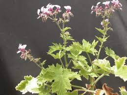 Image result for Pelargonium grossularioides