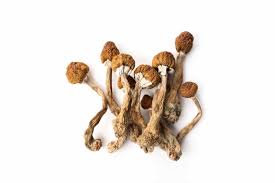 Image result for Psilocybin