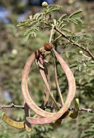 Image result for Voacanga pachyceras