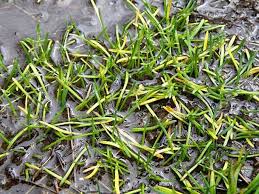 Image result for Subularia