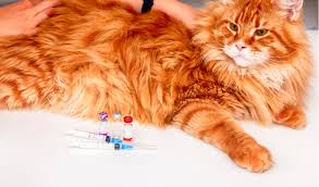 We did not find results for: Vaccine Associated Sarcoma Vas In Cats Petcoach