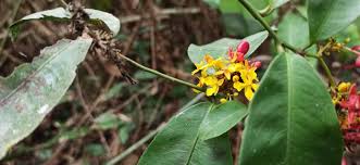 Image result for Campylospermum