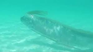 Nearly 300 different species of fish, mussels, crabs and various other sea creatures drifted from the shores of japan to the pacific coast of the united states on debris sent across the ocean by a. Rare Oarfish Regarded As Omens Of Natural Disasters Found Alive In Japan Cnn