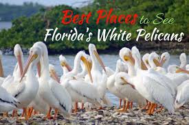 Their large bill has a pouch to help them hold fish. Best Places To See Florida S White Pelicans South Florida Reporter
