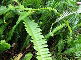 Image result for Nephrolepis
