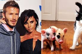We did not find results for: David Beckham Pigs