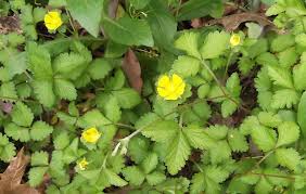 Image result for Duchesnea indica