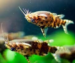 Upside Down Catfish Aquarium Catfish Upside Down Catfish Tropical Freshwater Fish