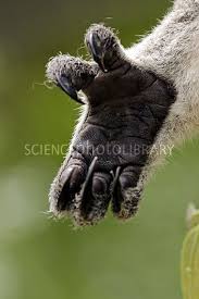 Koala Hand Koala Hands Australian Mammals Koala
