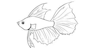 750 x 1000 jpeg 57 кб. Betta Fish Coloring Pages Best Coloring Pages For Kids