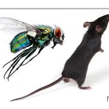 Forest remains under no overall control. A M Pest Control Cinderford Pest Vermin Control Services Yell