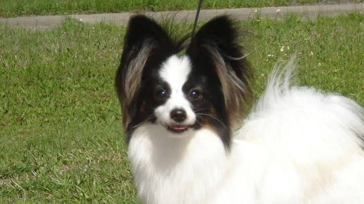 Papillon' - Butterfly in French / Delightful Companion in English –  Showsight Magazine
