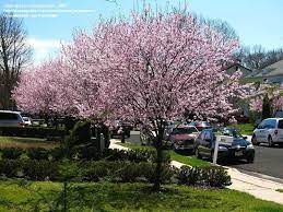 Check spelling or type a new query. Plant Identification Closed Beautiful Pink Flowering Trees In Nj But Need Help Identify 1 By Kdjoergensen