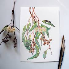 Last Painting For The Upcoming Group Exhibition Australian Flora At Theoldauctionhouse Kyneton Botanical Illustration Nature Illustration Australian Flora