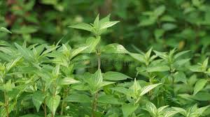 Image result for Pouzolzia parasitica