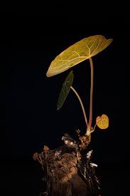 Image result for Menispermaceae