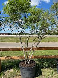 Image result for Vitex strickeri