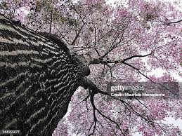 Image result for Handroanthus sp. near impetiginosus