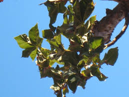 Image result for Tristellateia africana