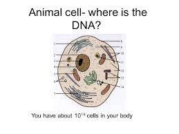 We did not find results for: Animal Cell Where Is The Dna You Have About Cells In Your Body Ppt Download