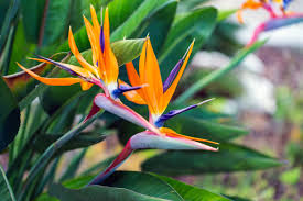Fiori da appartamento nomi piante grasse: Piante Tropicali Alcune Varieta Che Possiamo Coltivare Anche In Italia