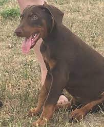 Doberman puppies for sale albany ny. Doberman Pinscher Puppies For Sale Albany Ny 144635