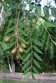 Eastern cedar trees, including eastern red cedar (juniperus virginiana), are also native to this country. Spanish Cedar