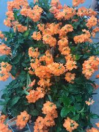 Image result for Crossandra greenstockii
