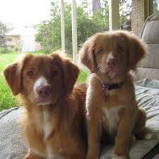 Share your love of the nova scotia duck tolling retriever while receiving access to quality information. Tolleron Nova Scotia Duck Tolling Retriever Breeder Beitrage Facebook